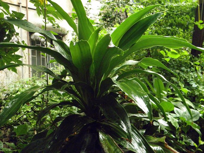 摆放植物有助提升家中旺运