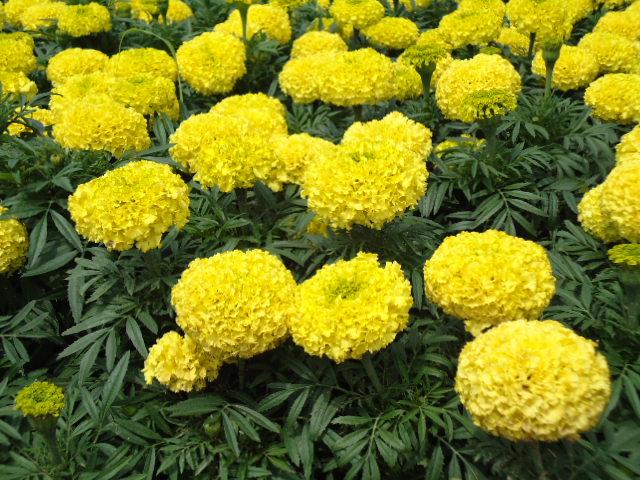 万寿菊的资料,万寿菊图片介绍,万寿菊种植